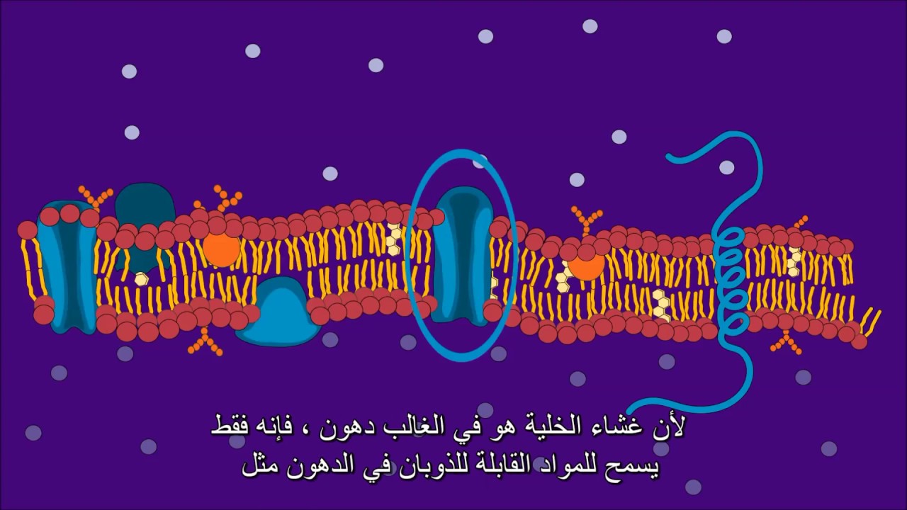 من خلال النفاذية الاختيارية يتم التحكم في مرور المواد بالغشاء البلازمي