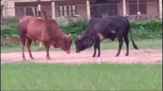 Mareyada Hadu | Super Hits Songs | Vol-2 | Kannada Audio Jukebox | MRT Music