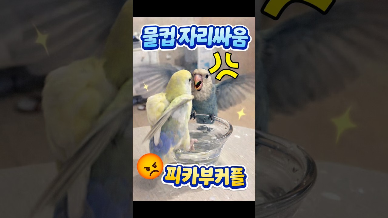 꼬미vs꼬돌 물컵 쟁탈전, 승자는?! 