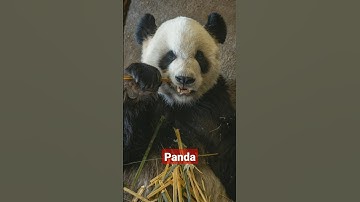 Amazing Panda 🐼 4k Video #viral #panda #video #youtube #shorts #music #animals😀🎶🎶 @animal01lover