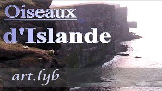 Oiseaux Dislande Artlyb25