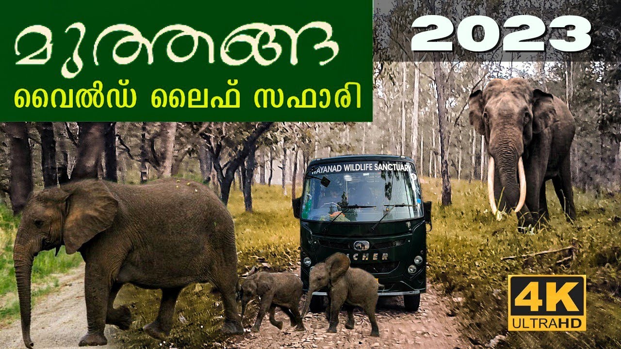 wayanad jungle safari bus