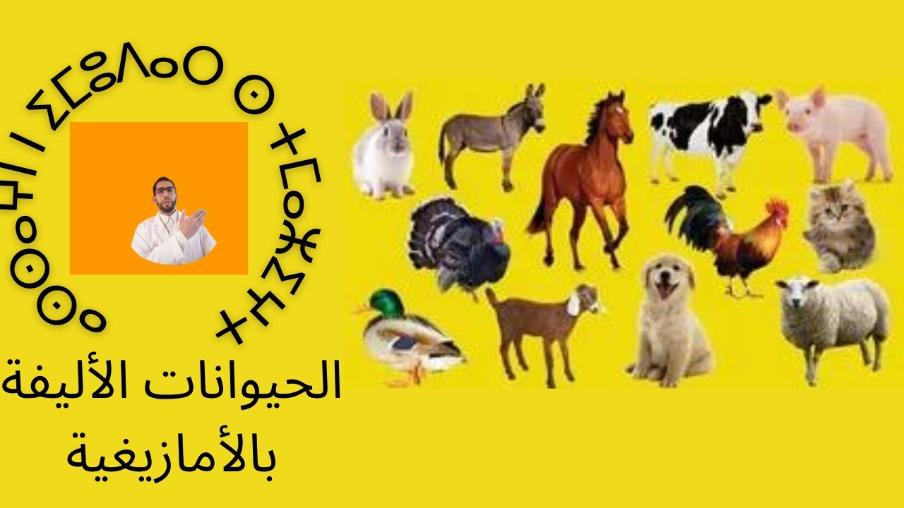 أسماء الحيوانات الأليفة باللغة الأمازيغية وما يقابلها باللغة العربية.