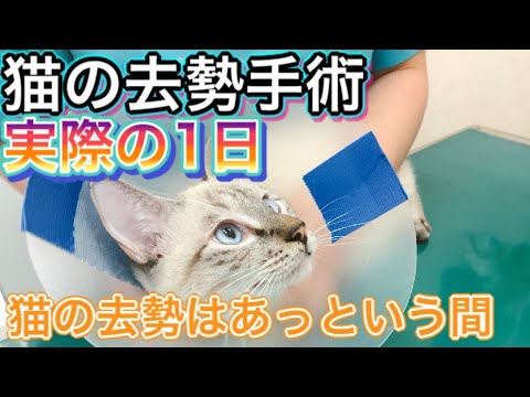 【猫の去勢手術】メリットやデメリット、実際どんな流れなのか等を獣医師が解説。去勢手術の一日を紹介