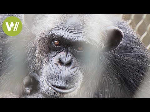 Video: Durch Bestrahlung Mit Licht Wurden Die Affen Klüger - Alternative Ansicht