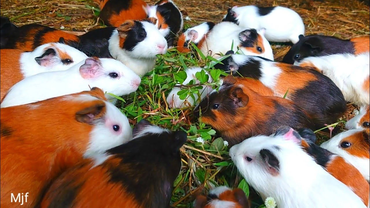 Guinea pigs eating ASMR, cute animals Asmr , satisfying eating sounds asmr,,pet Guinea pig 