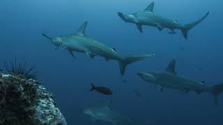 50 fascinating fast facts about hammerhead sharks