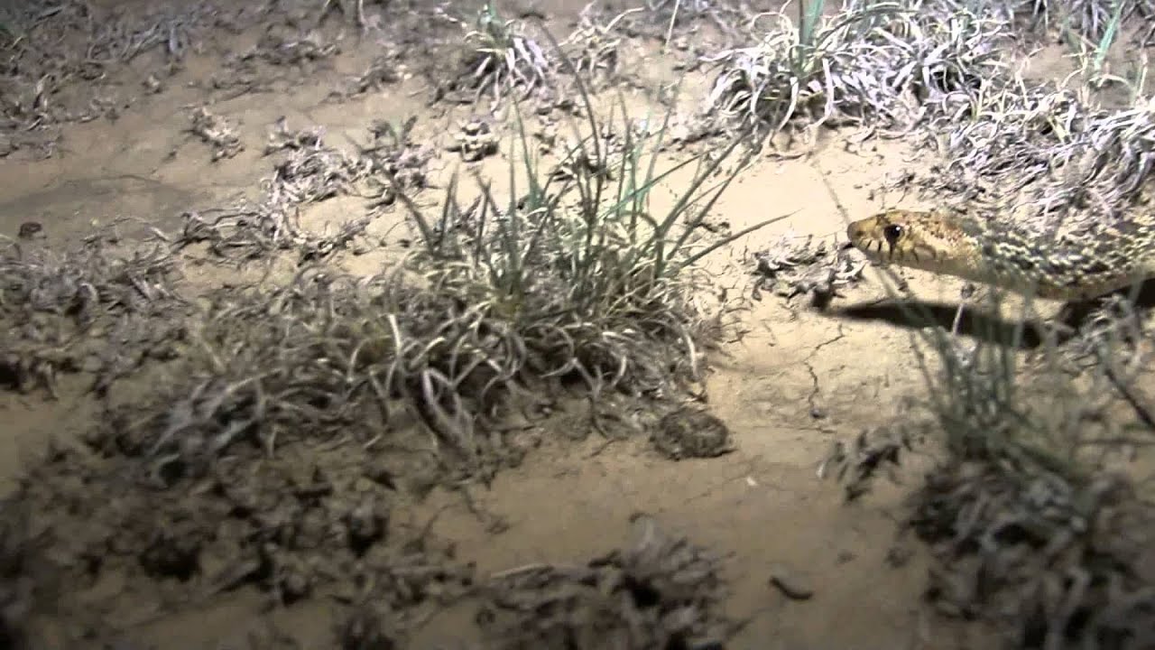 West Texas Wild with Dr. Ray Matlack