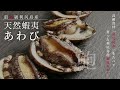 あわびの捌き方｜利尻富士町ふるさと納税