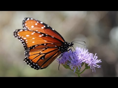 Vidéo: Que mangent les papillons monarques ?