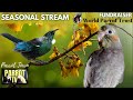 Springtime Songbirds | Happy Relaxing Songbird Nature Sounds | Parrot TV for Your Bird Room🌼