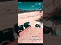 Bigodão e Faisca e Fumaça #shortsvideo #comedia #uberxl #humor #comedy