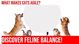 Unlock the Secrets of a Cat's Sense of Balance: Paws & Poise by Kitty Cat's Corner 60 views 1 month ago 4 minutes, 3 seconds