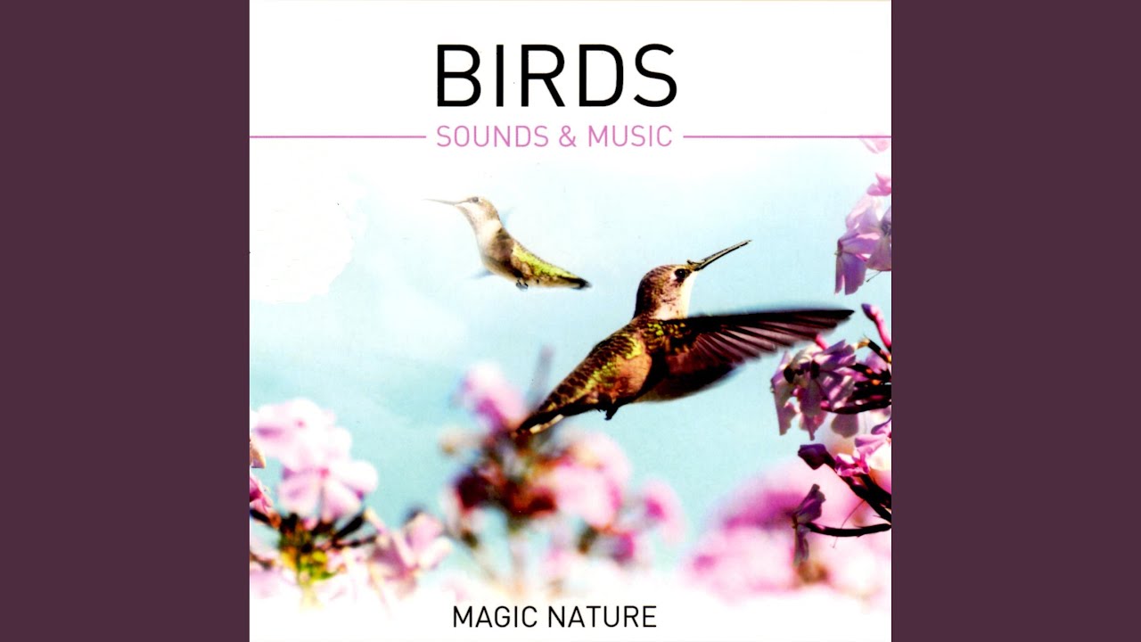 Watch Birdsong, Pt. 1 on YouTube Watch Birdsong, Pt. 1 on YouTube