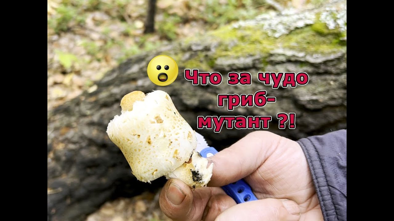 Коп в лесу осенью всегда богат на сюрпризы. Сиамские близнецы среди ...