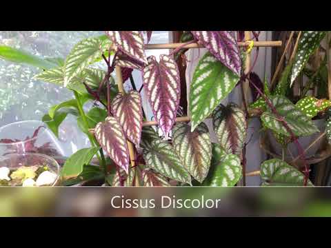 Video: Cissus, Olası Büyüyen Sorunlar