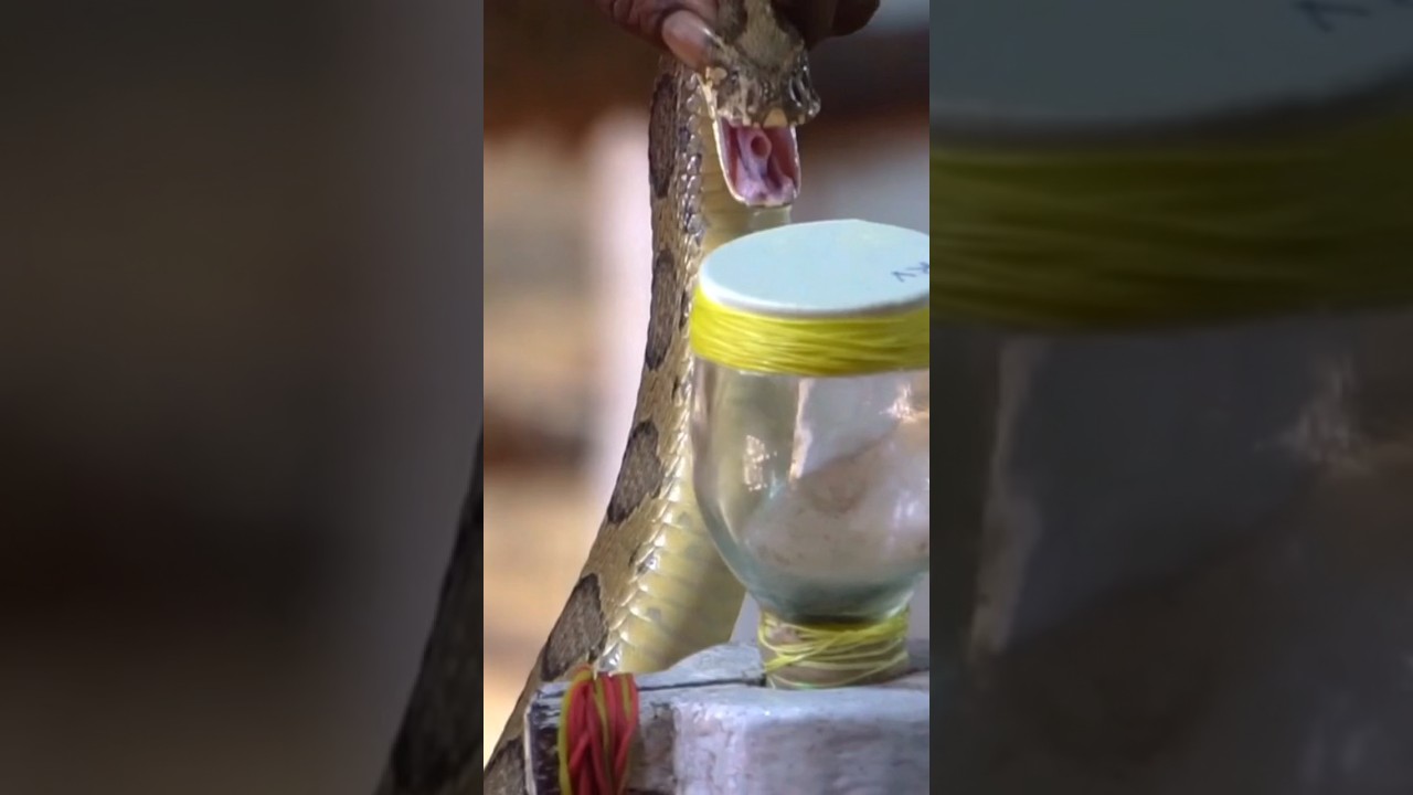How to collect a snake venom 02 🐍🐍 #shorts #animal #nature #snake