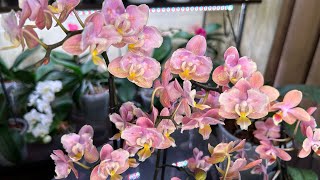 Орхидеи Парфюмерные фабрики