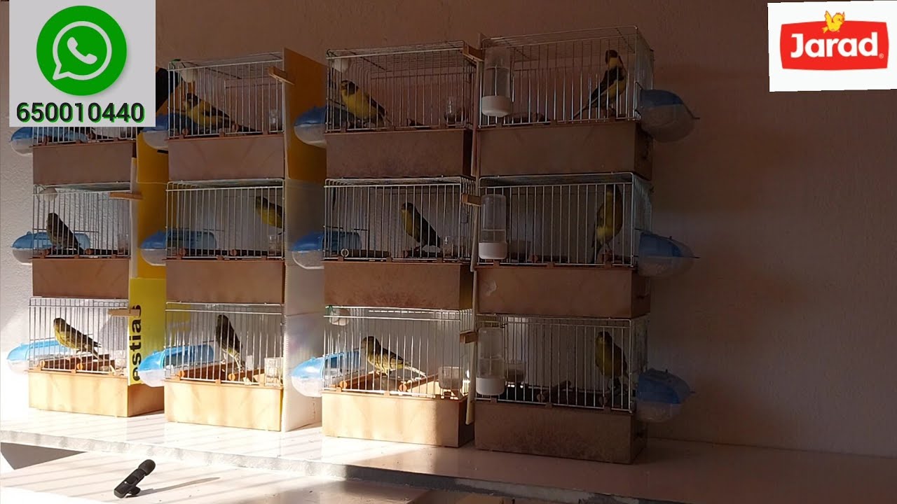 Seguimos enjaulando pollos 2025 TIMBRADO ESPAÑOL ORIGINAL 