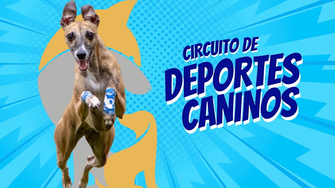 Circuito de Deportes Caninos CMI 2026. FAST CAT