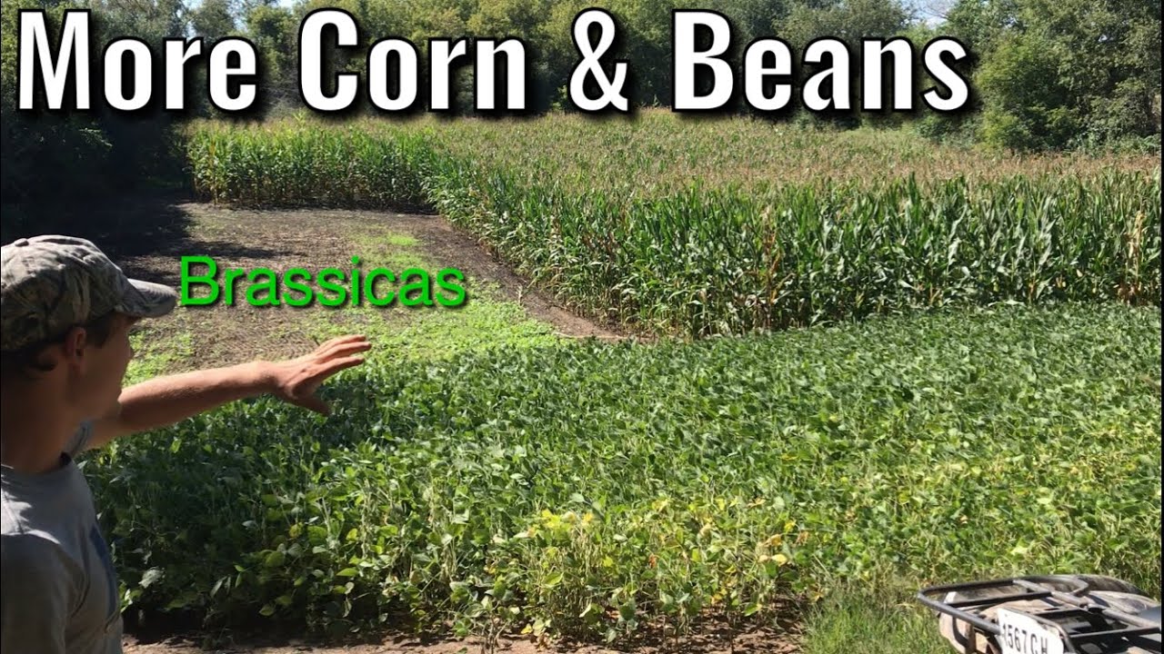 Destination Corn & Soybean food plot updates YouTube