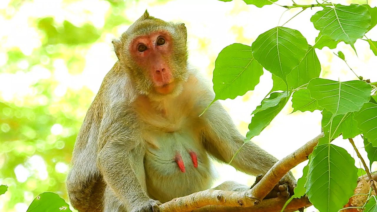 Jane, the lovely monkey with a red face, is feeling rejuvenated and joyful on this day