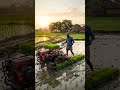 धान रोपाई Machine Business 🚜 | Rice Planting Machine Farming Idea 2026 #shorts