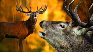 Red Deer Rutting - One Day Of Nature's Autumn Life | Film Studio Aves