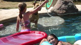 American Pit Bull Terrier, The Imaginary Enemy