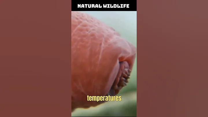 The Most Series #4: The toughest Animal on Earth - The Tardigrades #shorts