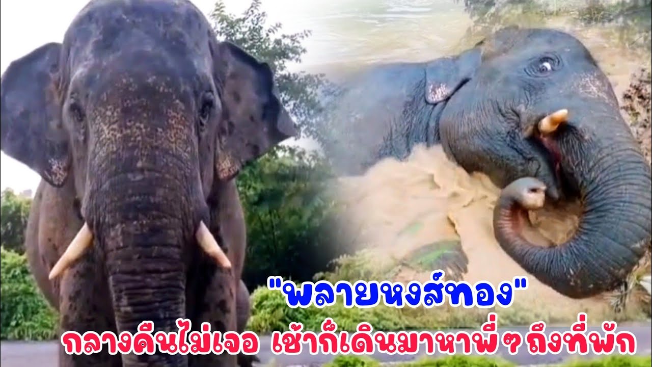พลายหงส์ทอง ช้างป่าหลุดQCกลางคืนไม่เจอกัน เช้ามาหงส์ก็ตามมาดูพี่ จนท.ถึงที่พัก ก่อนไปลงเล่นน้ำสบายใจ