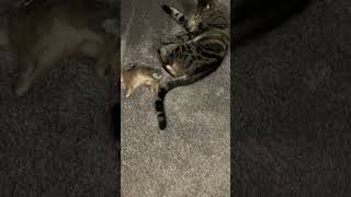 IMG 1051