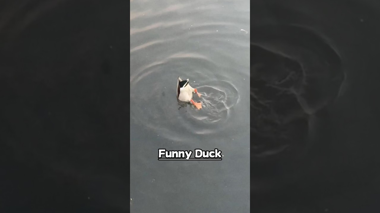 What on earth is that duck thinking? #funny #animallife #duck #wildlife #funnyvideo