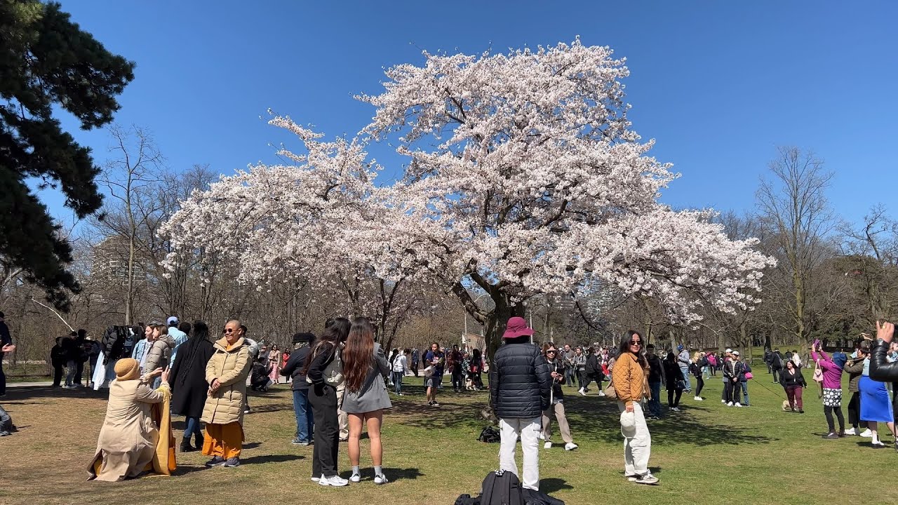 High Park Cherry Blossoms (2024)