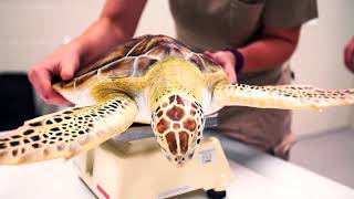 Sea Turtle Rescue at the Houston Zoo
Revisit a heartwarming sea turtle rescue at the Houston Zoo with us. http://kids.sandiegozoo.org
Facebook - facebook.com/sdzsafaripark
Instagram - instagram.com/sdzsafaripark
Twitter - twitter.com/sdzsafaripark
Tumblr - sandiegozoo.tumblr.com
Pinterest - pinterest.com/sandiegozoo Sea Turtle Rescue at the Houston Zoo