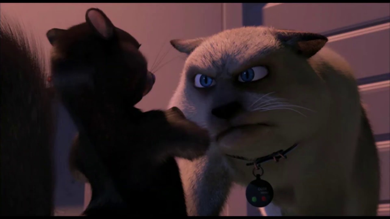 Nos Voisins Les Hommes Chat Youtube