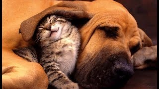 ♥Cute Dogs and Cats Doing Funny Things 2018♥ by TimeSquad! by TimeSquad 46 views 5 years ago 12 minutes, 39 seconds