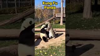 Famous Ain’t no way—this is literally Kung Fu Panda IRL! #wildanimals #viralvideos Profile