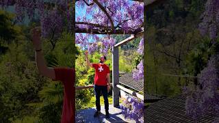 Wisteria Fever In Switzerland