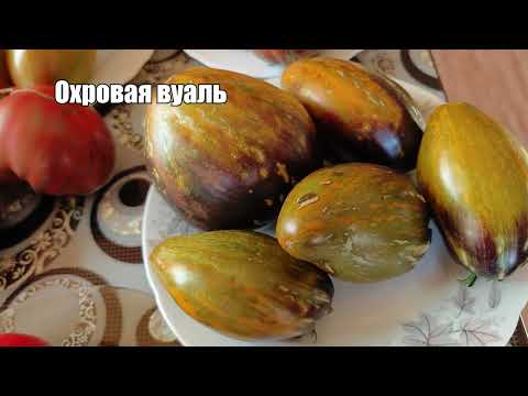 Томатный разбор! Что получилось в этом году — честный разбор урожая!