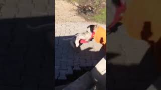 Çılgın Köpek Toni