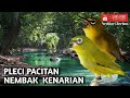 PLECI PACITAN NEMBAK KENARI MIX TERAPI AIR