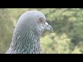 Jaipuri pigeon