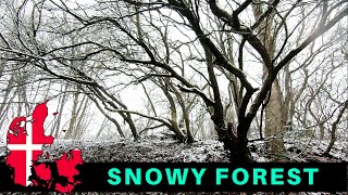 Snowy Nature Denmark | Snowy Forest Walk Denmark | Vestereng Skovtur Aarhus 2021