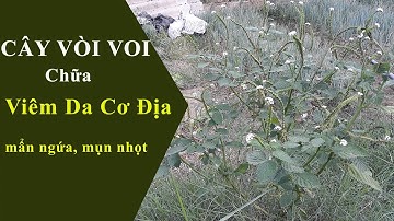 Cây vòi voi chữa viêm da cơ địa á sừng mẩn  ngứa mụn nhọt