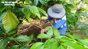 cách phân biệt cành thứ cấp và cành tăm |cách làm cành cà phê @cayepcaonguyen2574