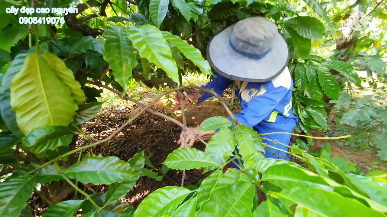 cách phân biệt cành thứ cấp và cành tăm |cách làm cành cà phê @cayepcaonguyen2574