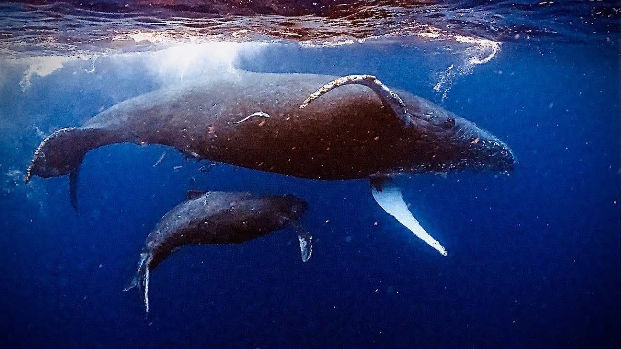 沖縄でこの親子クジラと出会い泳いできたよ🐳 沖縄の海【4K】 - YouTube