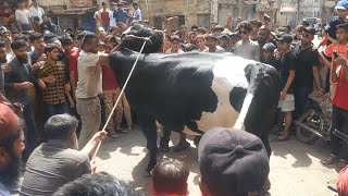 Bull Qurbani Video Eid 2nd day Eid ul adha 2023 BULL VIDEO EID UL AZHA 2023 Bakra eid 2023