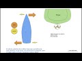 Efecto evolutivo de la hélice. PER